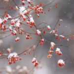 雪の中のナナカマド